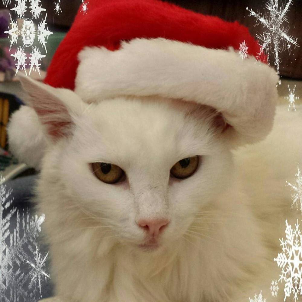 Meet your Posher, Jen